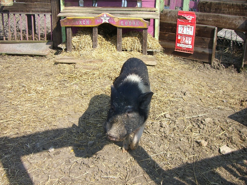 40. Schwein.jpg