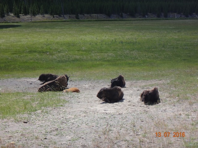 38 Yellowstone Park.jpg -                                